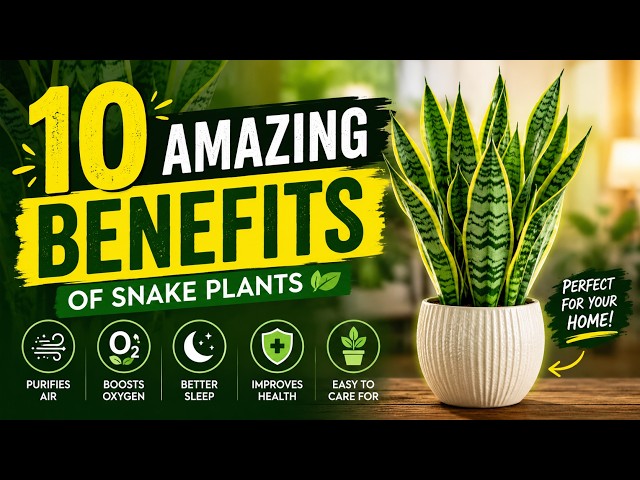 10 Amazing Benefits of Snake Plants You Need to Know #plants