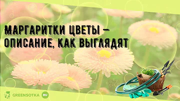 Маргаритки цветы — описание, как выглядят
