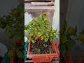 Orange bonsai #miniorange #bonsai #plants #tree #nature #garden #terracegarden