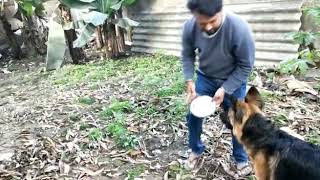German shepherd dog Playing, Happy dog😎❤️ , Shooter my gsd🙏