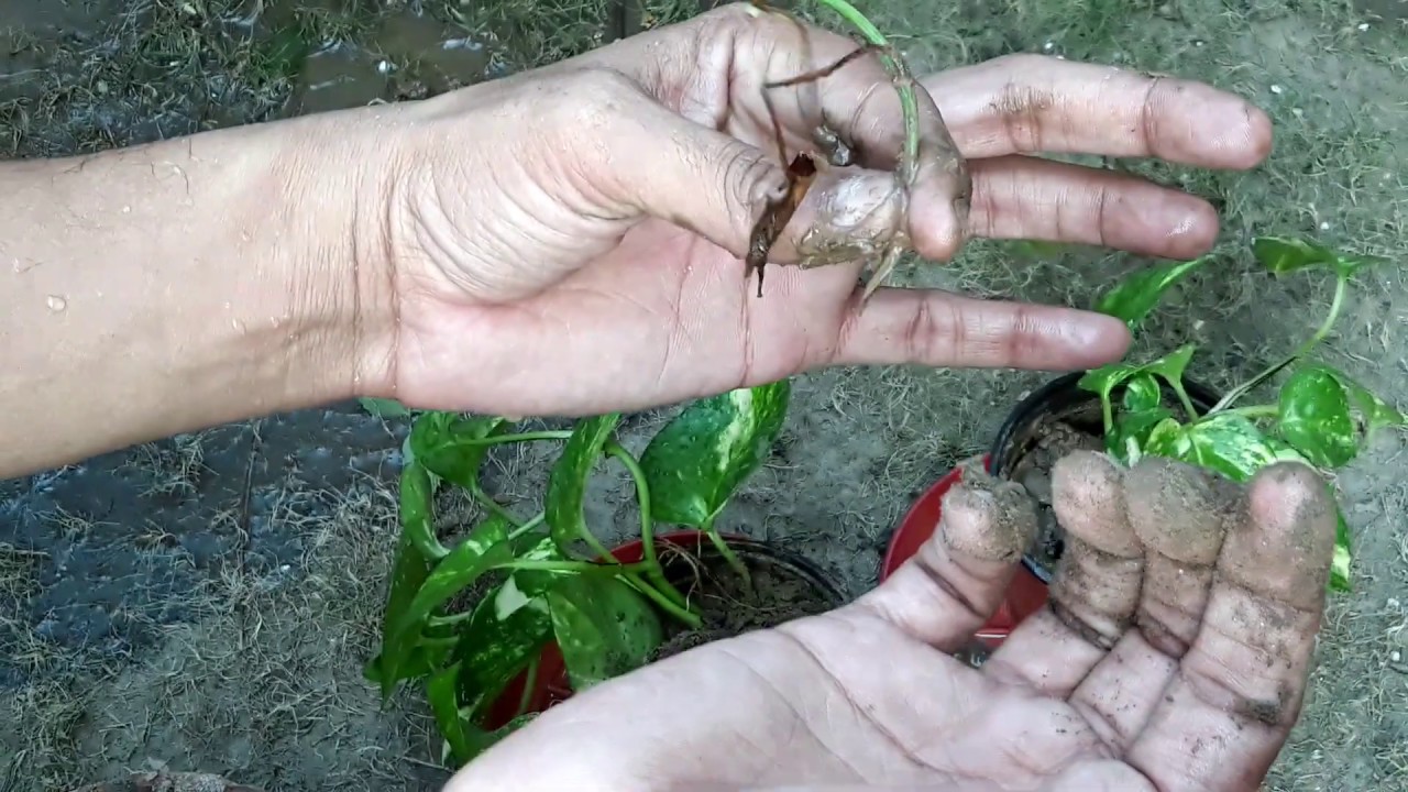 Money Plant From Cutting Easy Method Propagation of Money Plant