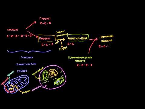 Цикл Кребса/Цикл лимонной кислоты (видео 7) | Клеточное дыхание | Биология