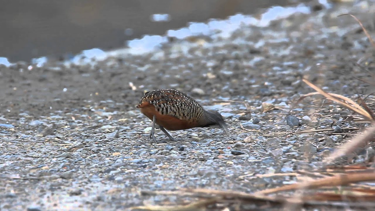Barred buttonquail, 棕三趾鶉 