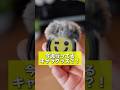 Insta360からMic Proというワイヤレスマイクが登場！！音質の品質がいいだけでなく、ディスプレイを好きな画像に変更可能！！自分のロゴを表示させることも、できるね！