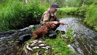 видео: Рыбалка на Хариуса/Трофеи таежного ручья картинка: Рыбалка на Хариуса/Трофеи таежного ручья