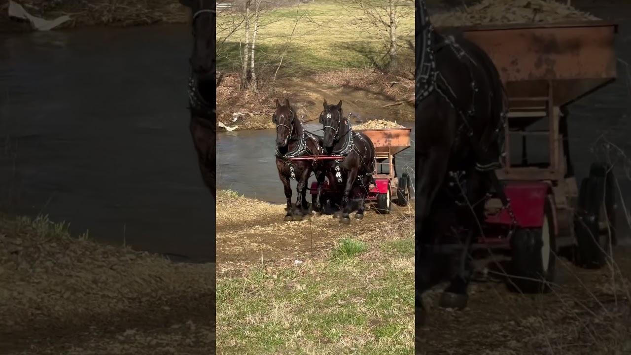 Working Draft Horses: Fascinating Look at Corn Hauling Across the River #kentucky #workhorse #rural
