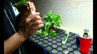 Cloning 101: How To Cut & Scrape Clones.