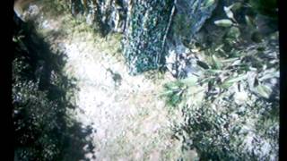 Collateral (Black Ops @ Jungle)