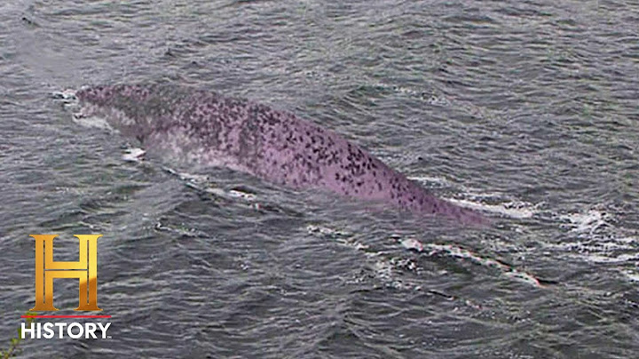 A bizonyíték odakint: SOKKOLÓ Loch Ness-i szörnyeteg (1. évad)