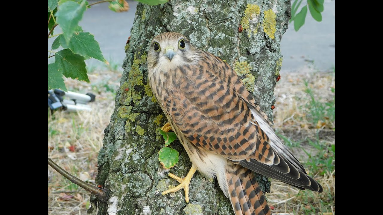 Urocza pustułka sprawdza auta i wcina robaki