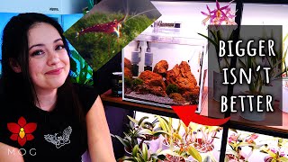 Sulawesi Cardinal Shrimp  Updates & New Setup!