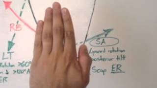 Scapular Mechanics When Receiving a Snatch or Jerk