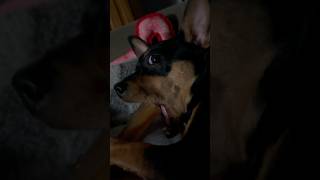 ASMR With Roxy The Min Pin