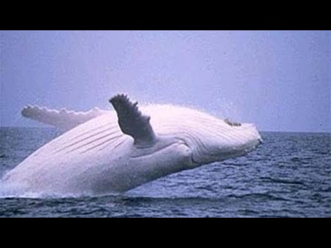 كم يبلغ وزن الحوت الأزرق