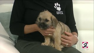 Tex s pet of the week George HOUSTON LIFE KPRC 2