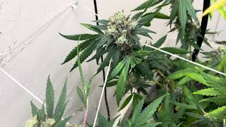 Cali octane. 9-4-27 Humboldt 