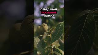 ПОЧЕМУ КОРАН БЫЛ НИСПОСЛАН НИ С САМОГО НАЧАЛА Часть 1