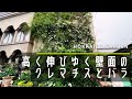 【個人庭】親の代から引き継ぐバラ。涼しい気候ならではの庭の様子をどうぞ。【ガーデニング】