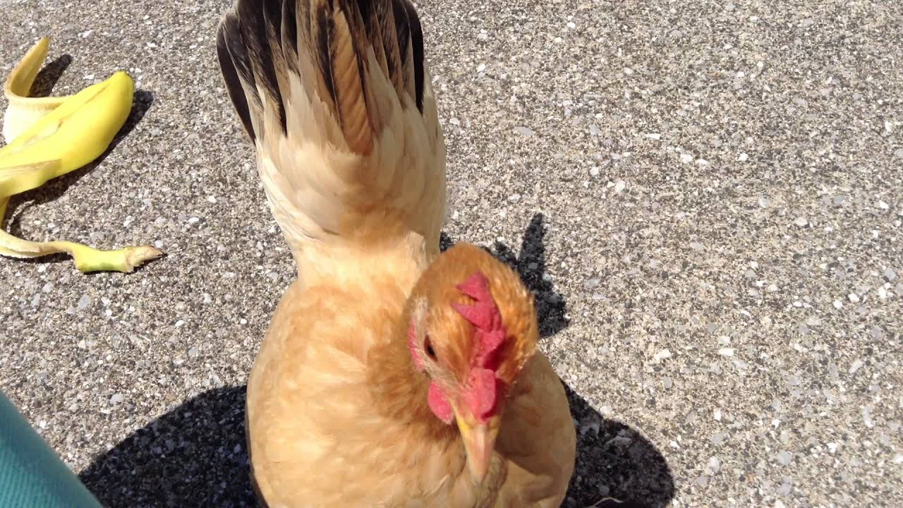 ニワトリ って実は飛ぶ