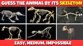 You’ll NEVER Guess These Animal Skeletons 😱 Only GENIUSES Get All 60! You’ll NEVER Guess These Animal Skeletons 😱 Only GENIUSES Get All 60!