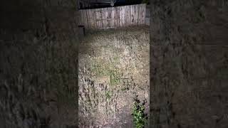 Surefire Stiletto Pro vs Streamlight Wedge Backyard Brightness Comparison (Requested)
