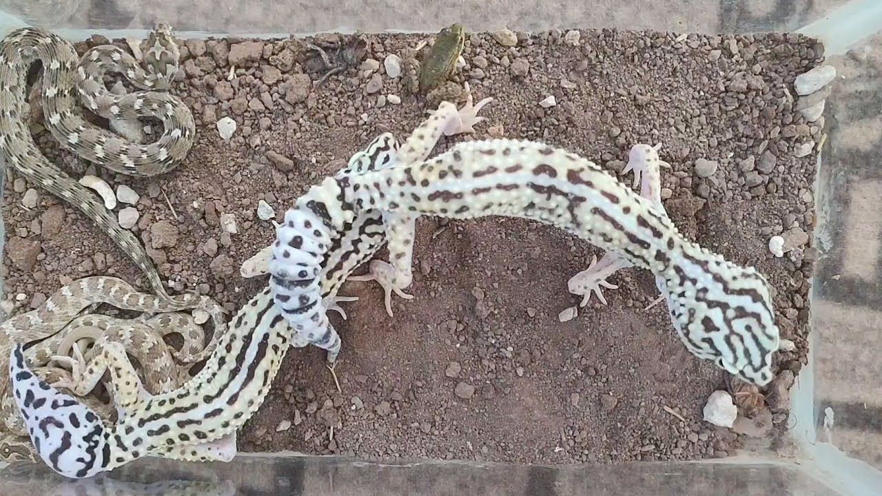 Snake And Leopard Gecko Living Together pets YouTube Snake and leopard gecko living together pets youtube