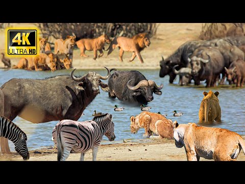4K African Wildlife: Amboseli National Park🌿Explore The Curious World Of Wildlife With African Music 4K African Wildlife: Amboseli National Park🌿Explore The Curious World Of Wildlife With African Music