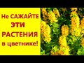 Не сажайте эти растения в цветнике! Они вытеснят все остальные цветы.