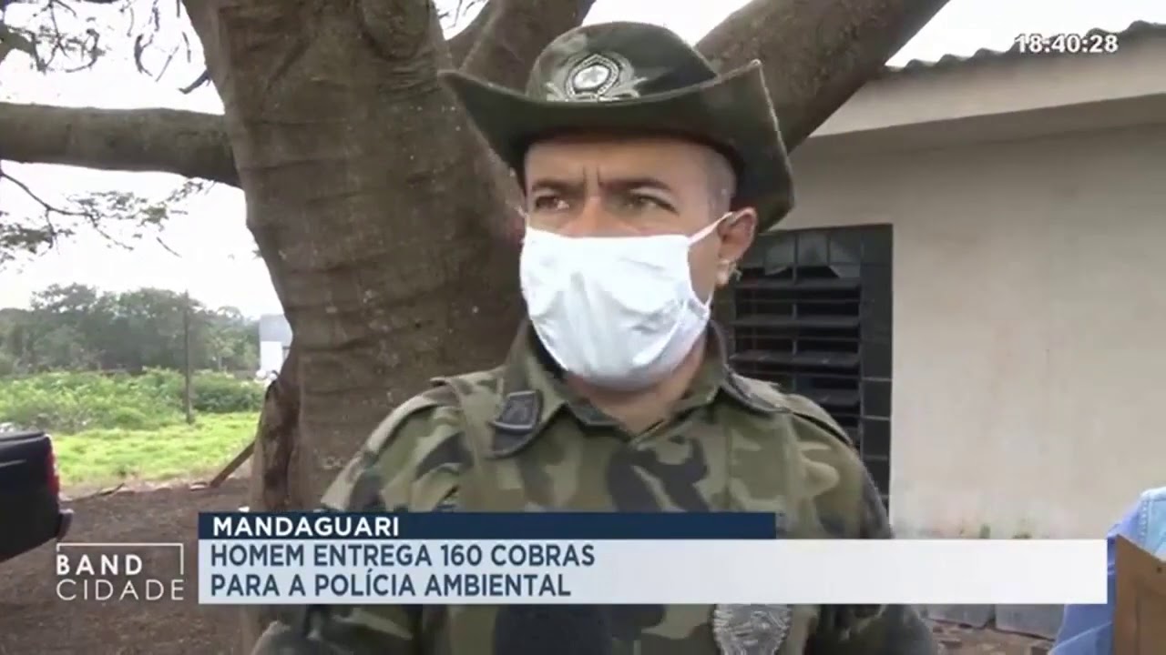 Morador de Mandaguari tinha em seu poder mais de 160 cobras venenosas.