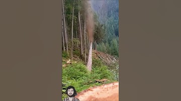 Tree Cutting Expert in Action || Wood Working #youtubeshorts #shortsfeed #treecutting #shorts #tree