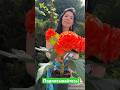 Клубневая бегония Tahiti #begonia #бегонии #tuberousbegonia