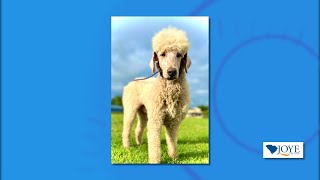 Pet of the Week: Sam from Carolina Poodle Rescue