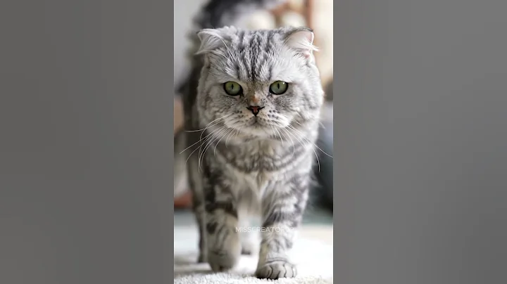 Video 9409251: grey persian cat, cute grey persian cat