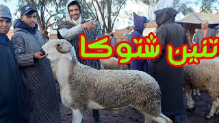 سوق تنين شتوكا 29/4/2024 تمن الفرادي الحولي و الخروفة