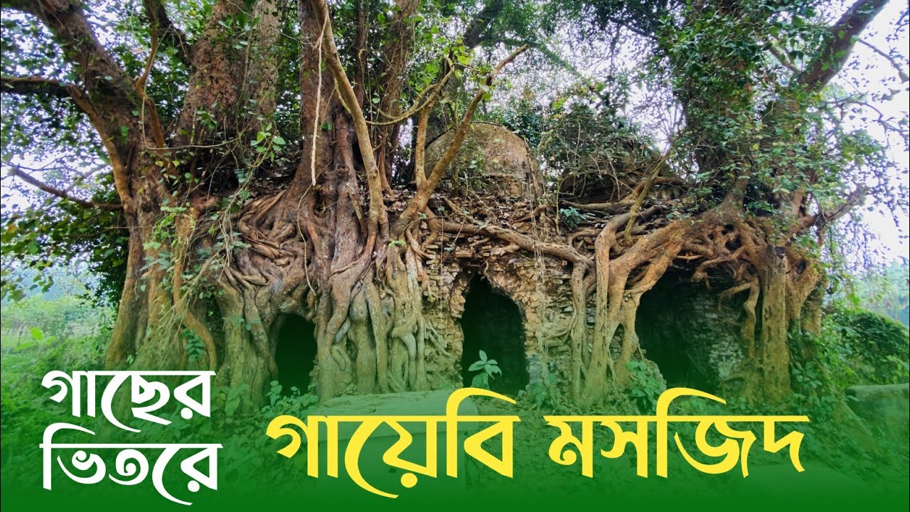 বগুড়ায় প্রচীন এক রহস্যময় মসজিদ || বট গাছ মসজিদ টি কে গিলে খেয়েছে || Bogra Mosjid ||