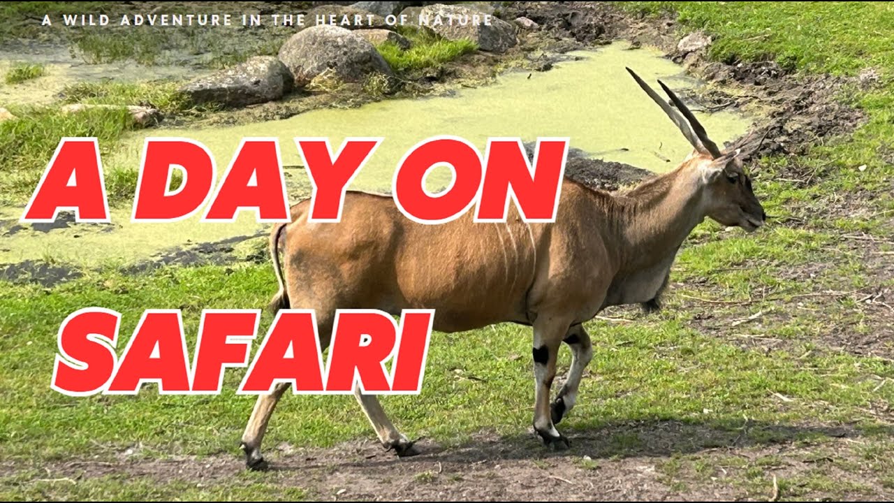 A Day on Safari - YouTube