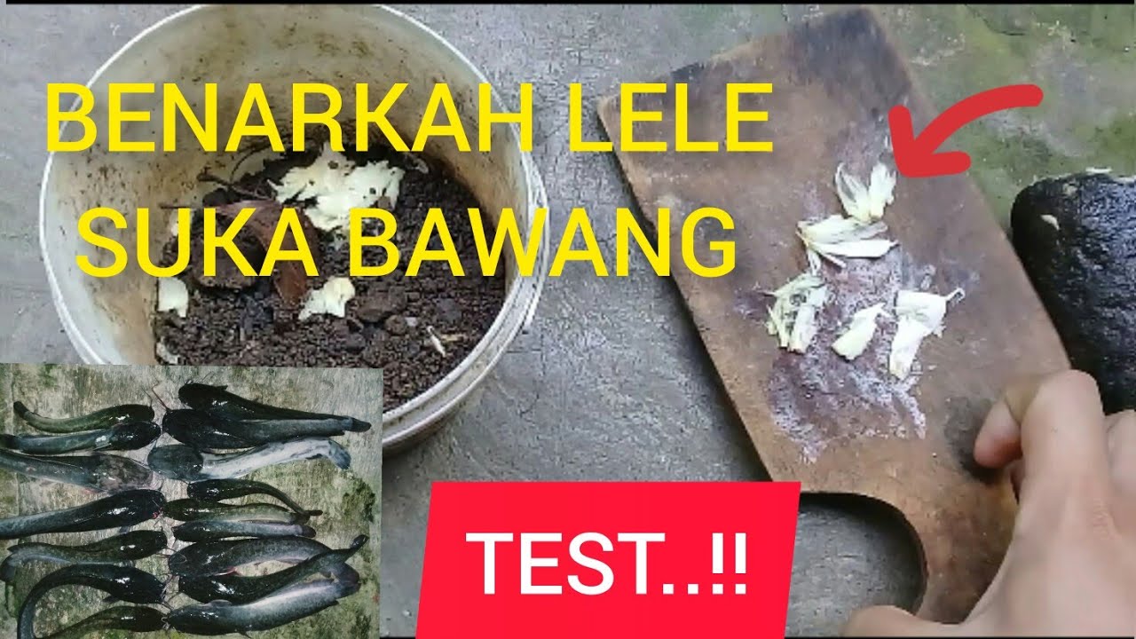 TES RACIKAN UMPAN JITU BUAT LELE MOGOK MAKAN @riyanhidayat9848