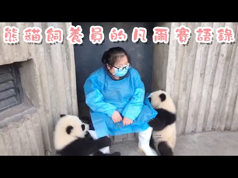 《熊貓早晚安》凡爾賽語錄：被太多熊喜歡也是一種煩惱！ | iPanda熊貓頻道