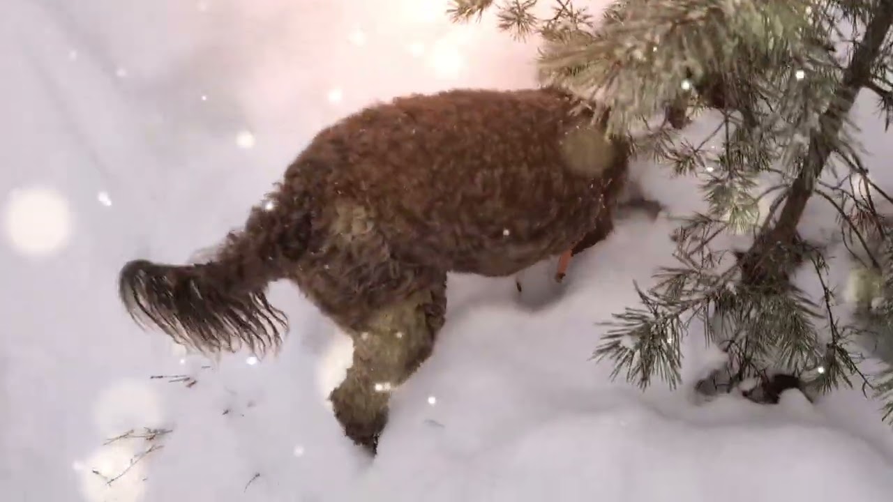 Lagotto in the woods ❄️🐶 #lagotto