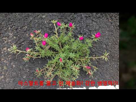 Danny Boy_Mark Petterson 편곡 ,  (Oboe 김정은)_서울우먼싱어즈