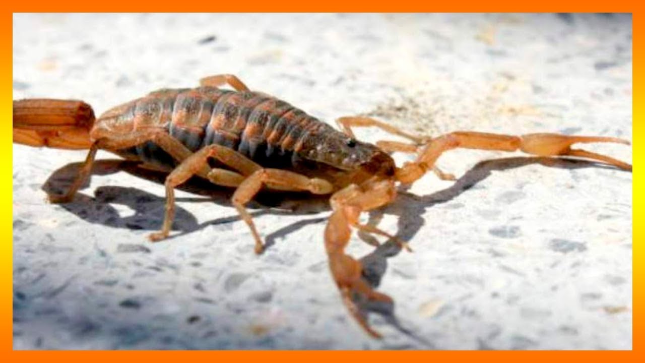 SOÑAR CON ALACRANES MUERTOS 🦂 Mira Que Significa Tu Sueño 👈💤😴 - YouTube