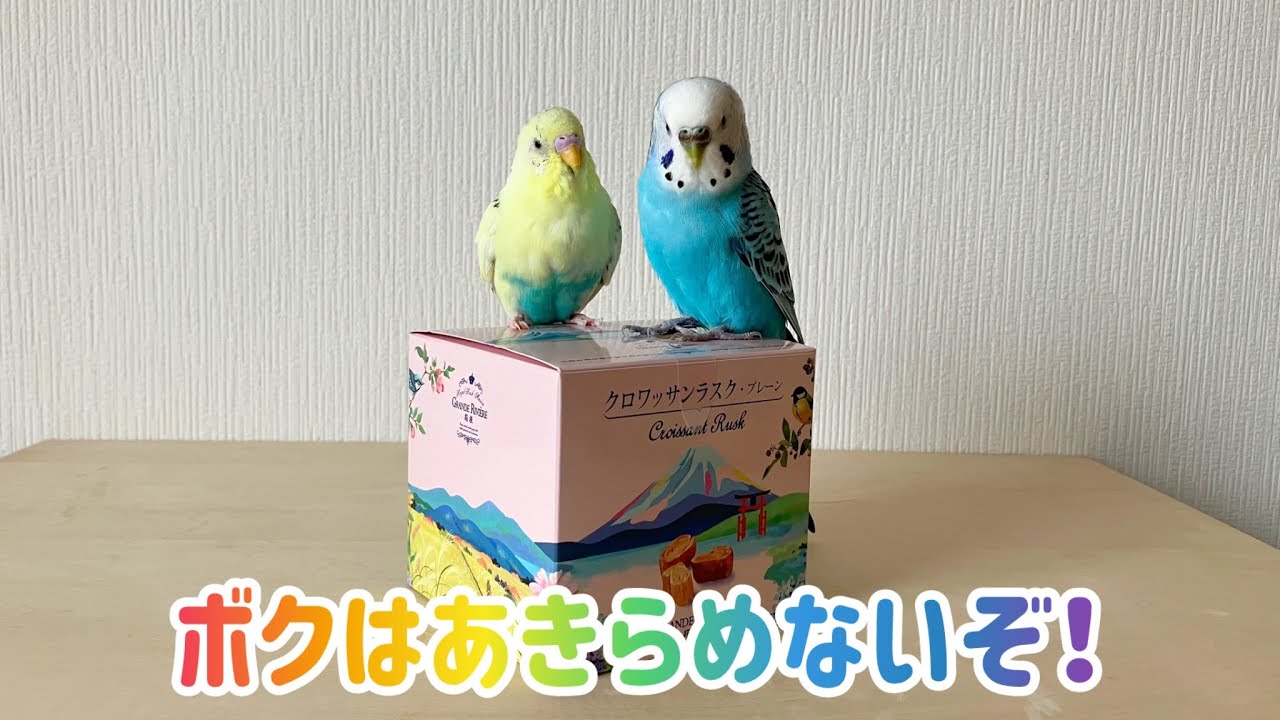 セキセイインコのメルとララ。ボクはあきらめないぞ！~I'll not give