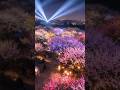 Kairakuen Night Ambience | Illuminated Plum Garden