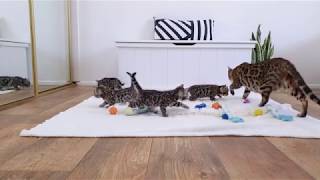 Mother cat teaching her Bengal kittens to walk and explore the toy room
