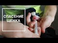 СПАСЕНИЕ ЩЕНКА. ДЕНЬ ПЕРВЫЙ