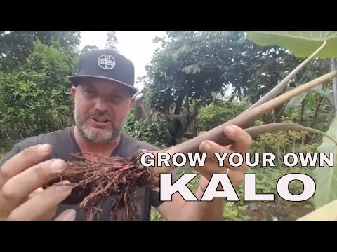 How to Grow Taro (Kalo) The Easy Way