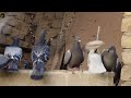 Flying racing pigeons for new season  racer kabutar  pets valley