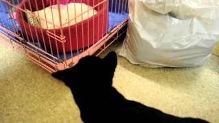 ADOPTED Kenickie - Furrever Friends Cat Rescue Woodbury NJ