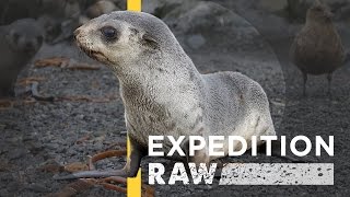 Seal Pups Ferociously Cute And Worth Protecting Expedition Raw