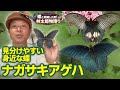 【黒い蝶】ナガサキアゲハ！近畿での身近なちょうちょご紹介シリーズ！蝶太郎物語りNo.170